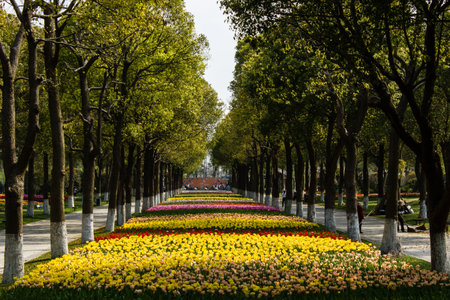 Beautiful botanical garden with green plants and pathway in a greenhouseShanghai Flower Portの写真素材