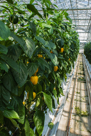 Rows of yellow bell peppers growing in a greenhouse in the Netherlandsの写真素材