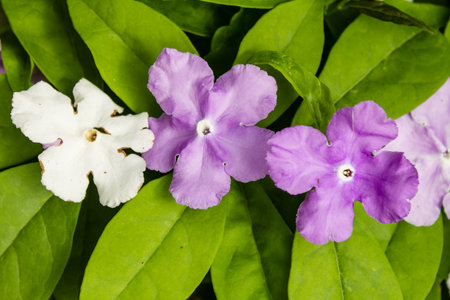 Purple and white flowers on a green leaf background, top viewの写真素材
