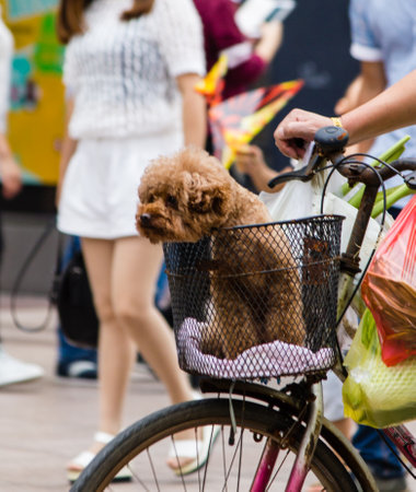 Shanghai Nanjing Road Pedestrian Streetの写真素材