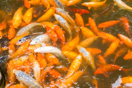 Koi fish in the pond, closeup of photo. Selective focusの写真素材