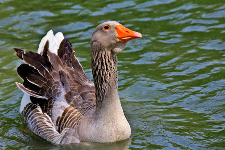 goose swimming on the lake. close-up. photo for your design