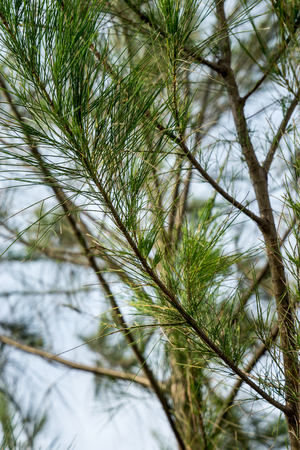 pine tree