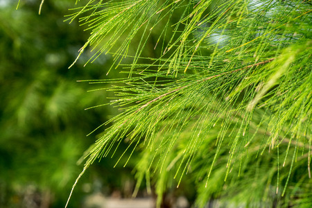 pine tree
