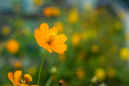 Flowerの写真素材