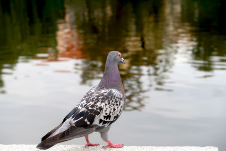Pigeon looking at the river. Dove with blurred background.の写真素材