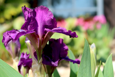 Purple iris flower close-up with blurred garden in the background.の写真素材