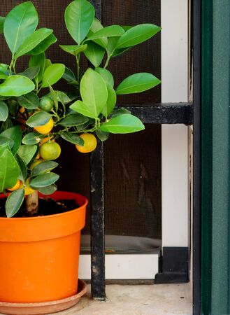 Lime tree in the window in Locorotondo town in Italy, Apulia region, Adriatic Seaの写真素材
