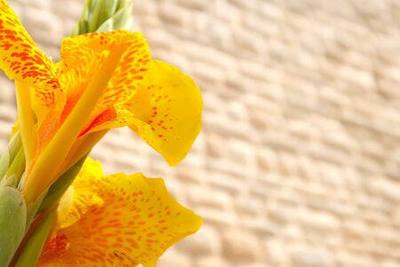 Closeup of yellow canna lily blooming in the street of Locorotondo, Italy, Apulia region, Adriatic Seaの写真素材