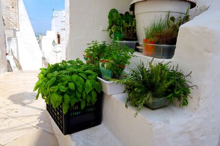 Fresh herbs in pots on the stairs of the street in Ostuni town,  Apulia region, Italy, Adriatic Seaの写真素材
