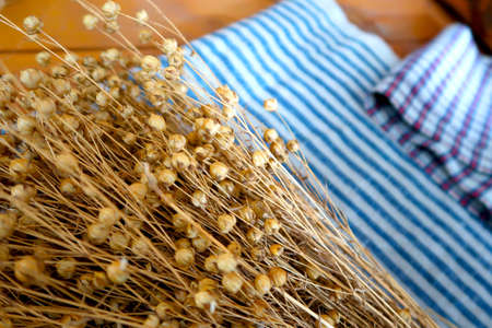Ripe dried flax on the linen cloth fabricsの写真素材