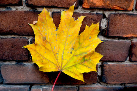 Yellow autumn maple leaf on the rustic brick wallの写真素材