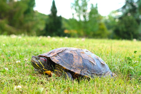 Red Eared Terrapin turtle (Trachemys scripta elegans or Chrysemys scripta elegans) in the meadow of Prague Botanic garden. It is laying eggs.の写真素材