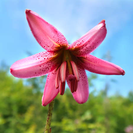 Beautiful blooming pink lily flower in the garden.の写真素材