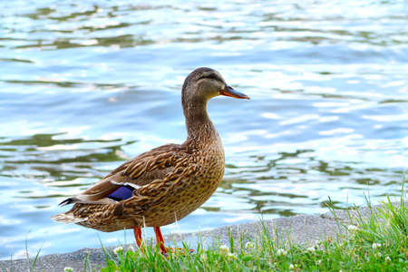 Closeup of mallard duck standing on the riverbank of the river Vltava in Prague, Czech Republic and looking to the distanceの写真素材