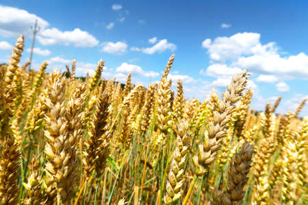 Gold wheat field in the sunny summer dayの写真素材