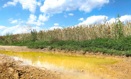 Wheat field  next to the tourist path with large puddle in the middle. Summer day after the rain.の写真素材