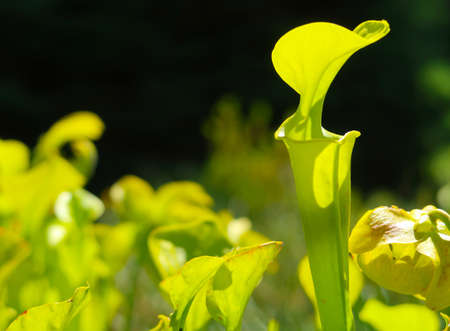 Carnivorous flower Sarracenia Flava (Pitcher plant) in the summer sunの写真素材