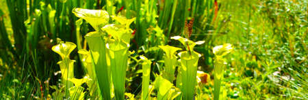 Carnivorous flower Pitcher plant (Sarracenia Flava) in summer sun. Beautiful fritillary (Boloria selene) butterfly with raised wings in orange color with black spots on upperside is sitting on it.の写真素材