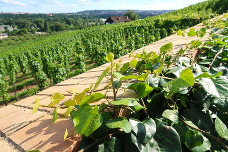 A wall with ivy and blurred vineyard in the distance. Prague, Czech republic.の写真素材