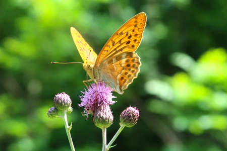 Silver-washed fritillary butterfly (Argynnis paphia) sitting on a purple thorny thistle flower.  Wings in deep orange color with black spots on the upperside. Closeup with blurred background.の写真素材