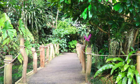 Tropical forest imitation in the Fata Morgana greenhouse in the Botanical garden of Prague with blooming flowers, lots of green plants and wooden bridge in the middle.の写真素材
