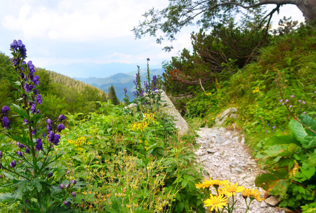 Wild nature in Low Tatras (Nizke Tatry) on the way from Chopok mountains. Landscape scenery with colorful flowers and green grass. Summertime in the Northern Slovakia, Slovak Republic, Europe.の写真素材