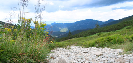 Wild nature in Low Tatras (Nizke Tatry) on the way from Chopok mountains. Landscape scenery with colorful flowers and green grass. Summertime in the Northern Slovakia, Slovak Republic, Europe.の写真素材