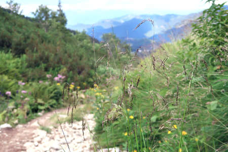 Wild nature in Low Tatras (Nizke Tatry) on the way from Chopok mountains. Landscape scenery with colorful flowers and green grass. Summertime in the Northern Slovakia, Slovak Republic, Europe.の写真素材