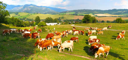 Cow herd on the meadow with feelds in the background. Liptov panorama - Low Tatras and Liptovkska Mara water lake reservoir. Summertime in the Northern Slovakia, Slovak Republic, Europe.の写真素材