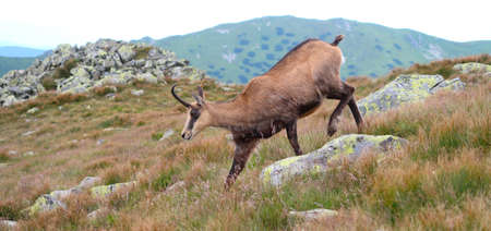 Wild chamois in the meadow of Low Tatras (Nizke Tatry) mountains. It is walkin on the tourist path to the Chopok mountain peak. Summertime in the Northern Slovakia, Slovak Republic, Europe.の写真素材