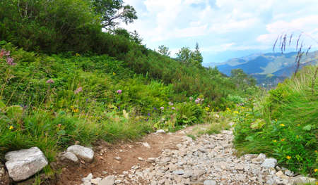 Wild nature in Low Tatras (Nizke Tatry) on the way from Chopok mountains. Landscape scenery with colorful flowers and green grass. Summertime in the Northern Slovakia, Slovak Republic, Europe.の写真素材