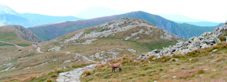 Wild chamois in the meadow of Low Tatras (Nizke Tatry) mountains. It is walkin on the tourist path to the Chopok mountain peak. Summertime in the Northern Slovakia, Slovak Republic, Europe.の写真素材