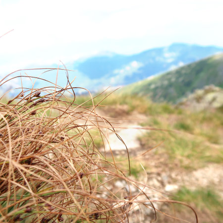 Closeup of the grass with the landscape scenery in the background. View of the Low Tatras (Nizke Tatry) on the tourist path to the Chopok mountain peak. Summertime in the Slovak Republicの写真素材
