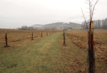 Depressive, ghostlike and foggy winters day in Czech countryside. A newly planted linden trees alley.の写真素材