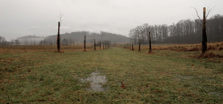 Depressive, ghostlike and foggy winters day in Czech countryside. A newly planted linden trees alley. Muddy puddle in the foreground.の写真素材