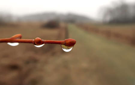 Closeup of raindrop on the twig in the depressive, ghostlike and foggy winters day in Czech nature.の写真素材
