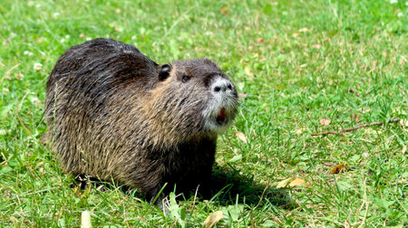 Cute fluffy wet nutria in the meadow near the river, standing and looking to the distance. Captured in Hradec Kralove, Czech Republic.の写真素材