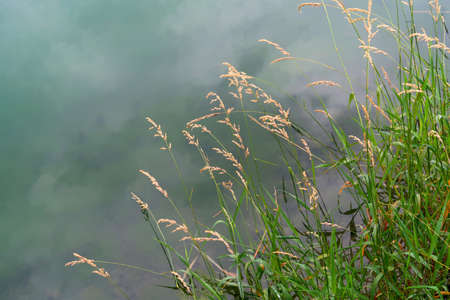 Wild grass after the rain against the turquoise water of the mountain lakeの写真素材