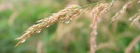 Wet wild grass after the rain with glittering waterdropsの写真素材