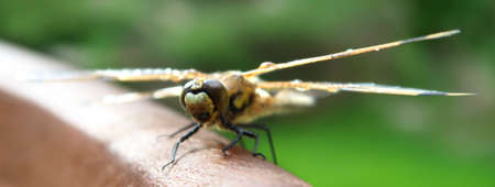 Dragonfly sitting on the wooden chair, resting, drying wet wings with visible water drops on itの写真素材