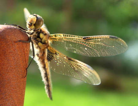 Dragonfly sitting on the wooden chair, resting, drying wet wings with visible water drops on itの写真素材