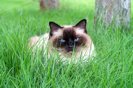 Portrait of a beautiful fluffy longhair ragdoll cat with deep blue eyes, laying and resting in the garden with high green grassの写真素材