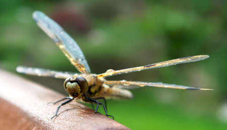 Dragonfly sitting on the wooden chair, resting, drying wet wings with visible water drops on itの写真素材