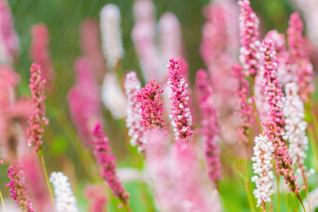 Pink and White Flowers Backgroundの写真素材