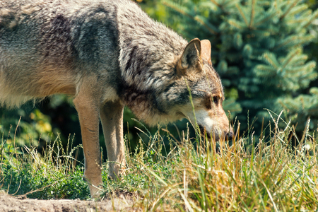 Wolf - Carnivore Animal in Wild Natureの写真素材