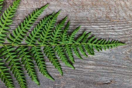 Fern Plant on Wooden Backgroundの写真素材