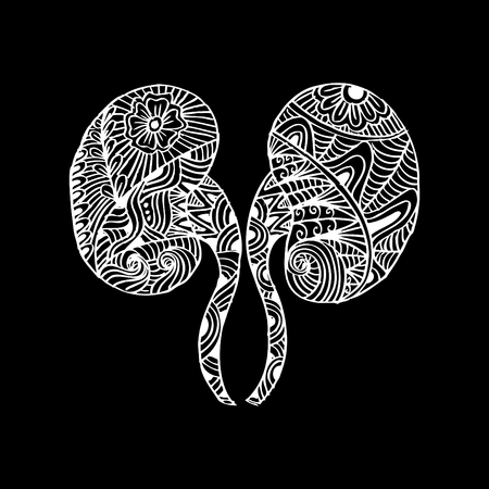Human kidneys. Doodle style.のイラスト素材