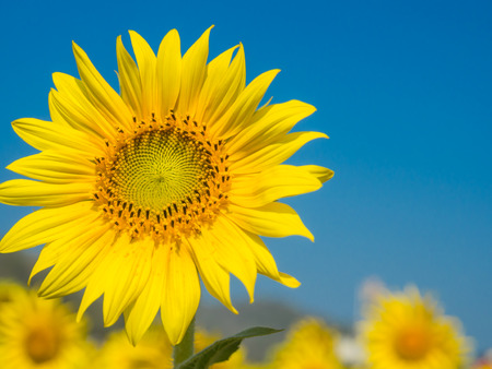Sunflower in sunny day Sunflower in sunny day