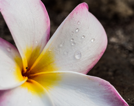 Fresh rain drops on petals of Temple tree flowerの写真素材